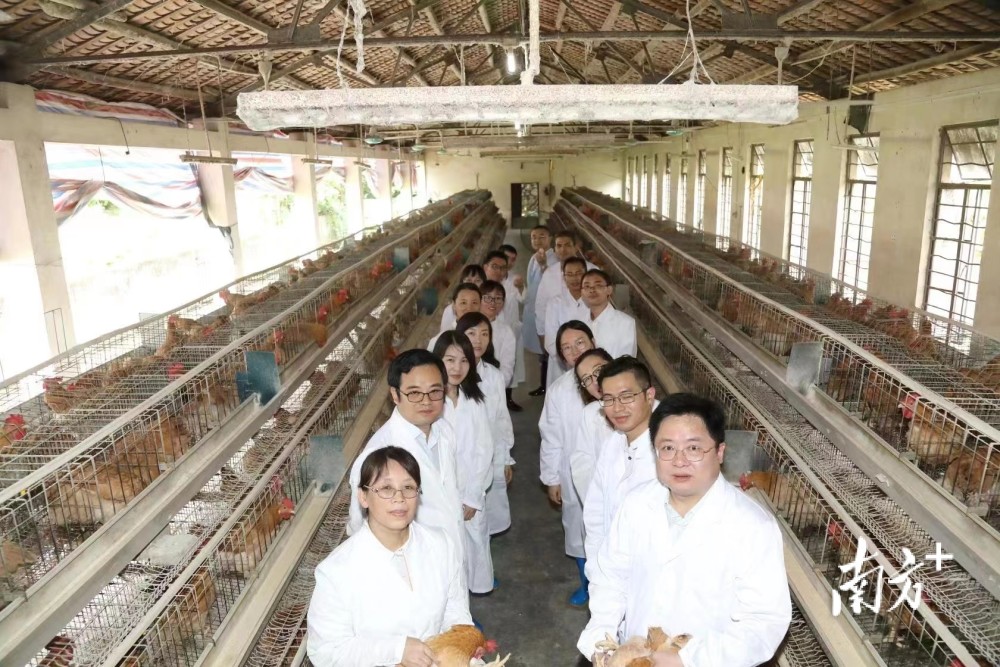 互聯(lián)網(wǎng)家禽養(yǎng)殖新聞(互聯(lián)網(wǎng)家禽養(yǎng)殖新聞報(bào)道)