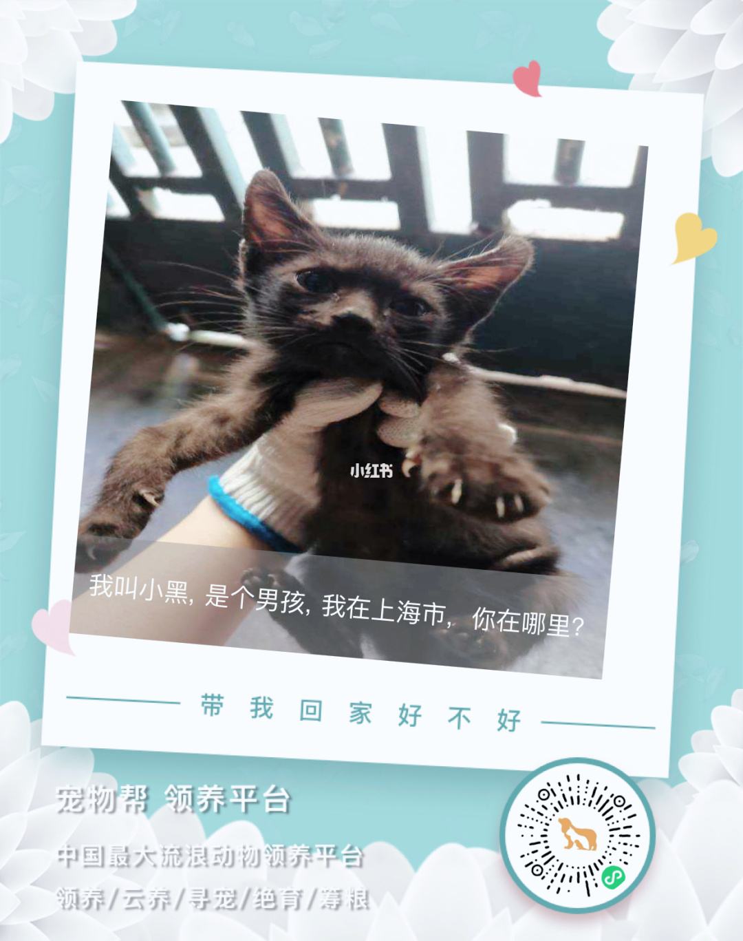 寵物領(lǐng)養(yǎng)小程序開發(fā)方案(領(lǐng)養(yǎng)寵物app的項目策劃書)