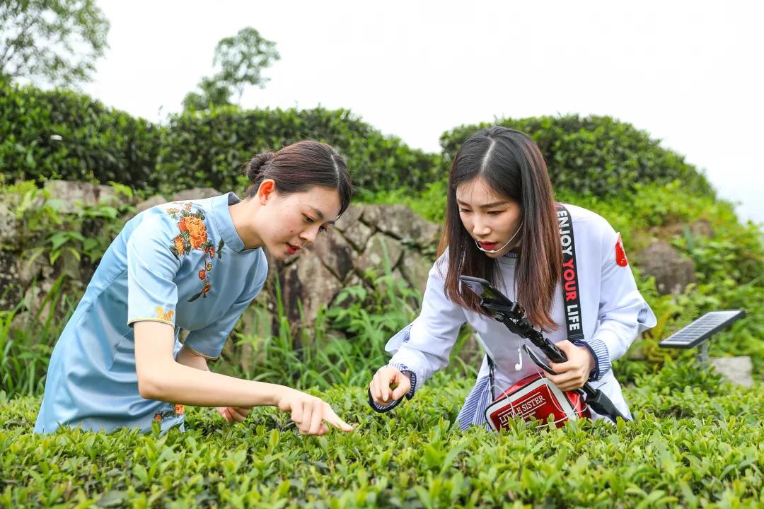 茶葉互聯網最新消息(互聯網茶葉品牌排行榜)